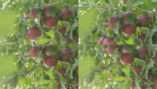 采摘树上的苹果高清在线视频素材下载