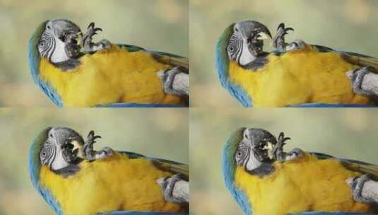 蓝黄色的金刚鹦鹉在吃食物高清在线视频素材下载
