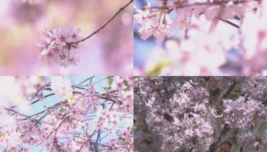 樱花盛开唯美特写樱花花瓣飘落高清在线视频素材下载