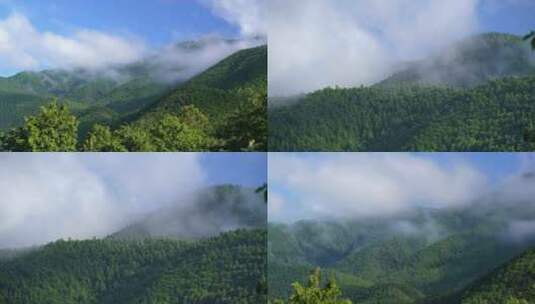 绿色森林迷雾森林雾气弥漫浓雾山林树林高清在线视频素材下载