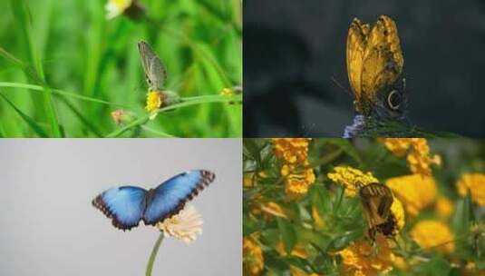 [合集]自然微距拍摄蝴黄色蓝色灰色蝴蝶高清在线视频素材下载