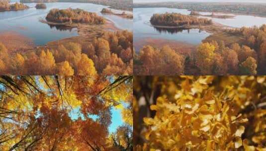 【合集】秋天的森林，发黄的树叶高清在线视频素材下载