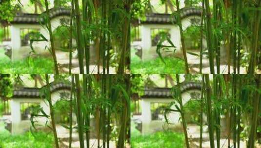 江南园林风中的竹子竹叶高清在线视频素材下载
