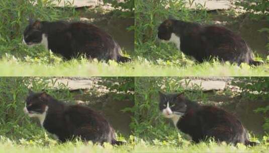 草丛中黑色雄性成年流浪猫高清在线视频素材下载