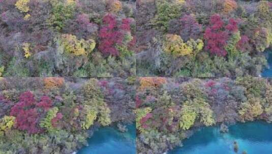 四川九寨沟彩林秋景和蓝色海子高清在线视频素材下载