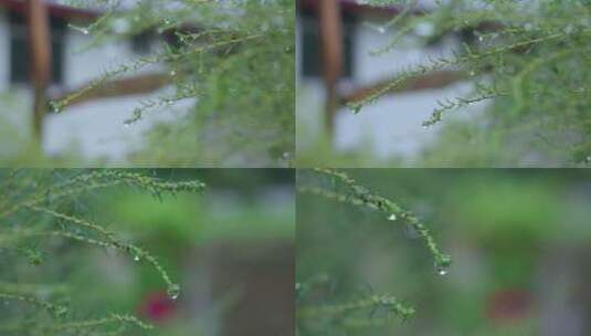 雨天小草上水珠高清在线视频素材下载