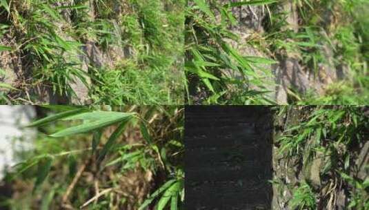 石壁上的竹叶高清在线视频素材下载