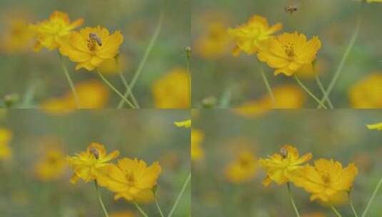五颜六色花朵蜜蜂采蜜花粉花期升格原创唯美高清在线视频素材下载