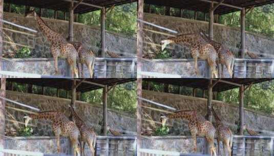 长颈鹿一家三口在进食高清在线视频素材下载