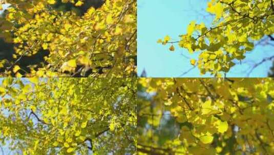 秋天银杏树叶高清在线视频素材下载