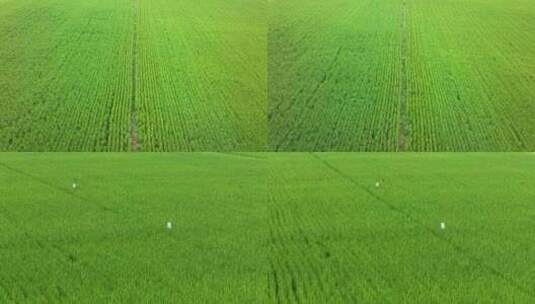 4K航拍智慧农田 水稻种植基地高清在线视频素材下载