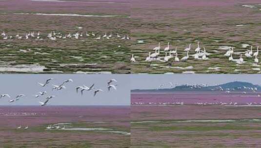 航拍江西鄱阳湖周溪镇候鸟群风光高清在线视频素材下载
