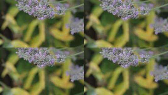 蜜蜂在紫色花朵上采蜜高清在线视频素材下载