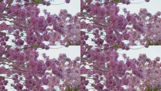 紫花风铃木高清在线视频素材下载
