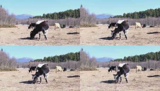 香格里拉  耗牛  放牧高清在线视频素材下载