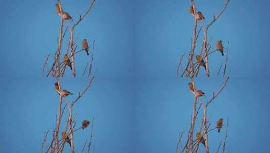冬天枯树枝上的小鸟高清在线视频素材下载