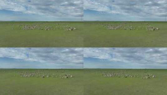 呼伦贝尔草原风光羊群高清在线视频素材下载