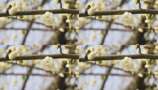 春天阳光下的唯美梅花盛开高清在线视频素材下载