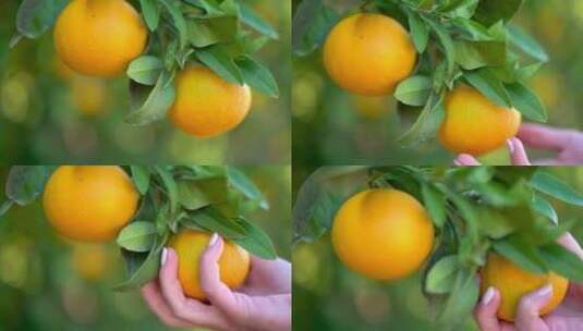 特写摘下橙树上成熟的橙子高清在线视频素材下载