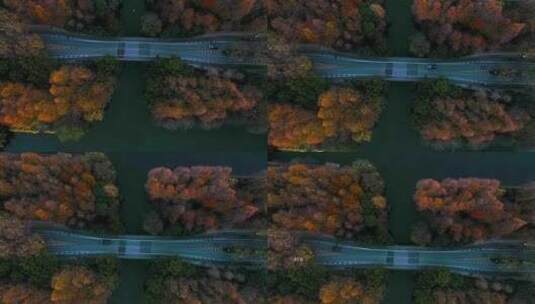 杭州西湖杨公堤茅家埠清晨光影秋色航拍高清在线视频素材下载