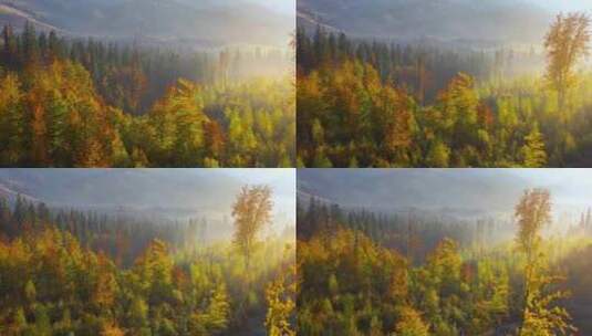 航拍秋天的森林高清在线视频素材下载