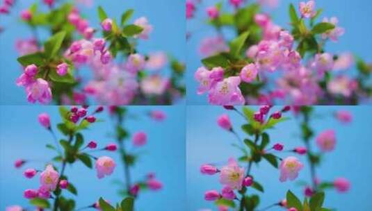春天花朵樱花绽放过程植物延时摄影高清在线视频素材下载