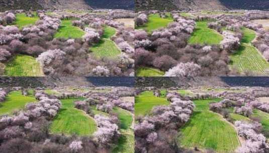 春天西藏林芝雅鲁藏布大峡谷桃花花海航拍高清在线视频素材下载