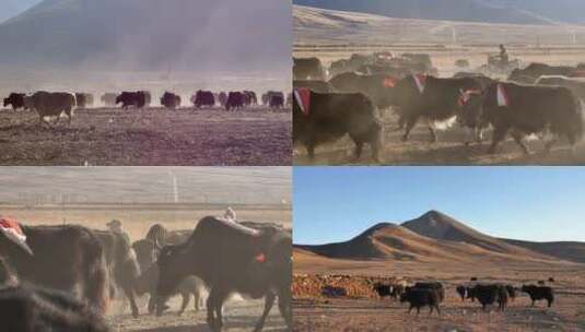 西藏牧民放牧 牦牛群高清在线视频素材下载