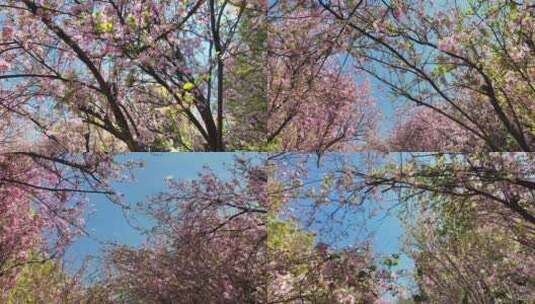 晴朗天空下春风吹动粉色的海棠花高清在线视频素材下载