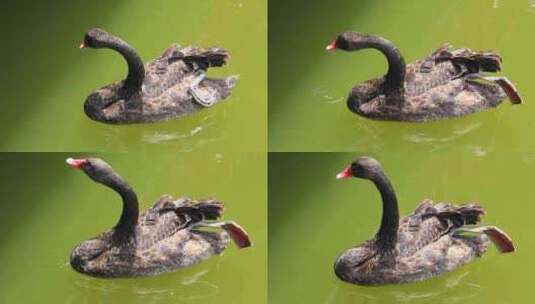 湖水中的黑天鹅特写镜头高清在线视频素材下载