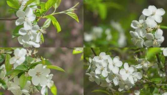 白色海棠花花朵摄影照片快闪高清在线视频素材下载