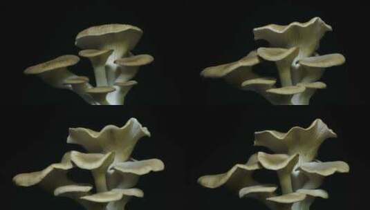 种植牡蛎蘑菇从土壤延时上升4k镜头。高清在线视频素材下载