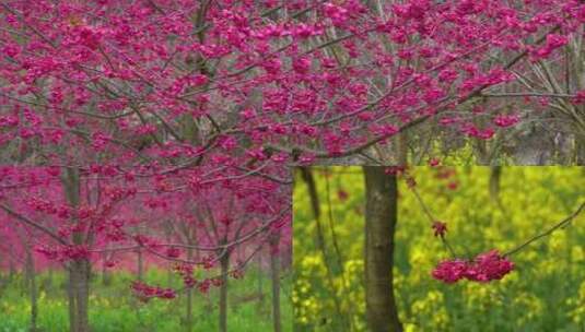 红樱花、春天高清在线视频素材下载