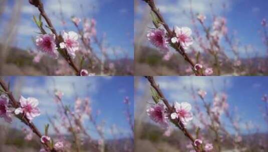 春天桃花高清在线视频素材下载