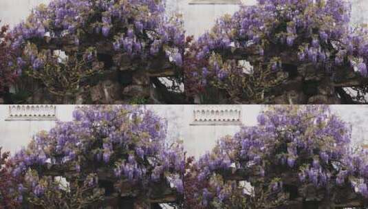 苏州网师园二百五十岁紫藤开花 紫色花海高清在线视频素材下载