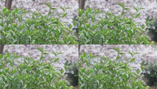 生态茶树茶叶 樱花林背景高清在线视频素材下载