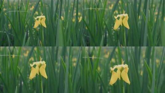 风吹草动黄色花朵高清在线视频素材下载