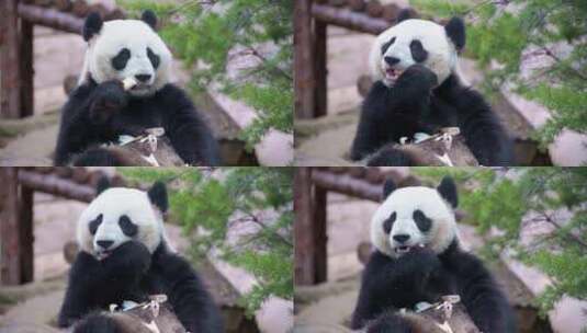 开心干饭的大熊猫高清在线视频素材下载