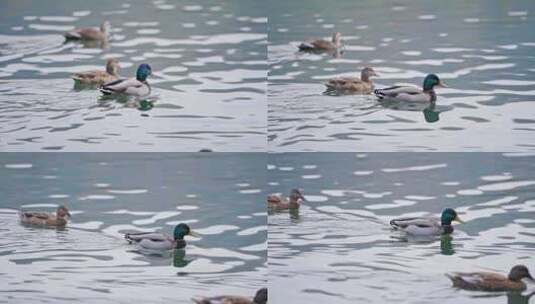 湖中野鸭 鸭子戏水高清在线视频素材下载