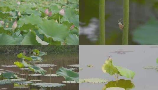 夏日荷塘美景禅意 荷花青蛙蜻蜓的小清新高清在线视频素材下载