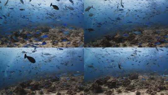 海洋深夜的鱼群高清在线视频素材下载