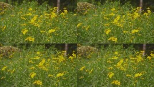 户外野花 山野 野菊花 花海高清在线视频素材下载