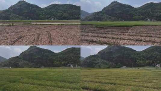 贵州毕节香葱豆苗种植基地航拍高清在线视频素材下载