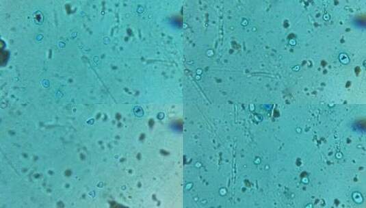 生物课教材蓝色晶状序脉显微镜高清在线视频素材下载