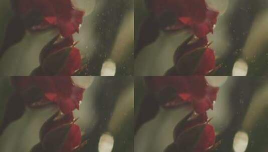 玫瑰，雨，雨滴，滴水高清在线视频素材下载