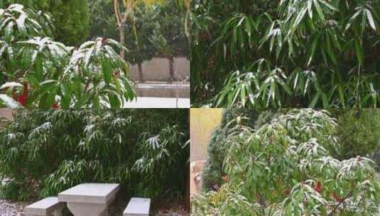 合集-冬天大雪中的常绿植被覆盖雪花高清在线视频素材下载