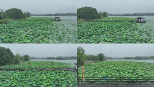 夏天唯美雨季荷花荷叶航拍高清在线视频素材下载