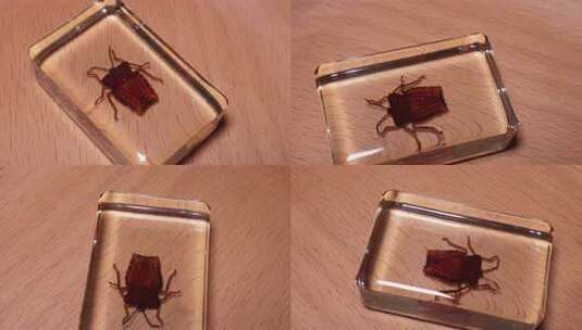 角盾蝽背部腹部昆虫标本琥珀 (2)高清在线视频素材下载