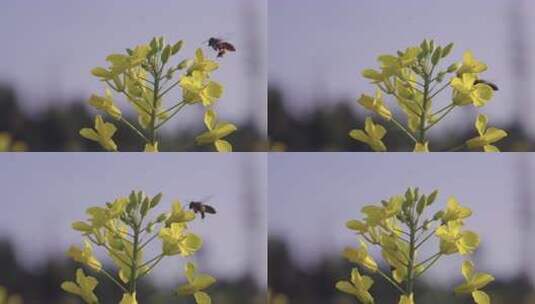 蜜蜂在博尚油菜花海采蜜25高清在线视频素材下载