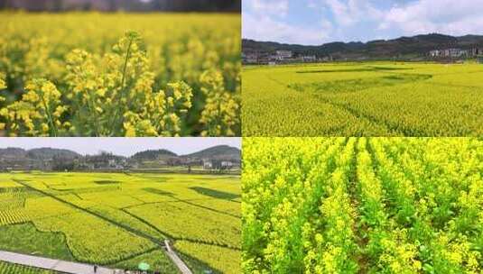 乡村油菜花田俯瞰景象高清在线视频素材下载